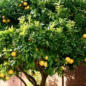 Lemon Tree Pensión
